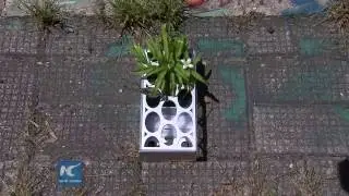 Wild plants block to green HK in a new way