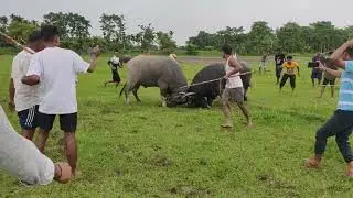 Lakhan Nath Basapoti V/S Sulaman Ali Jaluguti.#buffalofight#mohjuj//@Mr wild 18.