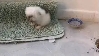 Funny Bunny Video - Clean and Fresh #compilationalbums