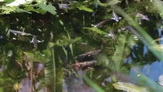 regenboog elritsen en chinese danio's in tuinvijver