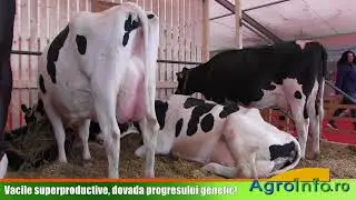 Vacile superproductive, dovada progresului genetic!