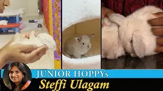 Bunny Babies | Kutty Hoppy | Baby Rabbits Vlog in Tamil