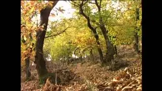 Les châtaignons en Cévennes