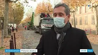 Tarn : 27 platanes abattus et brûlés à Rabastens pour cause de chancre coloré