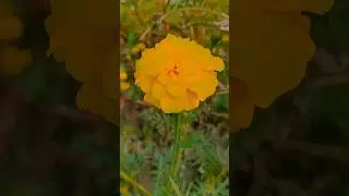 Tilawat Quran| Best tilawat with beautiful voice#islamicvideo#Islamic video# 2025#shorts#viralvideo#