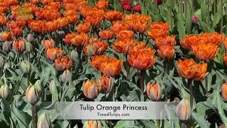 Tulip Orange Princess | Time4Tulips.com
