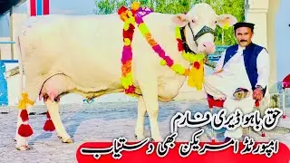 Haq Bahoo Dairy Farm | White American cows And Friesian cows #janibest 