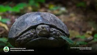 Asian Giant Tortoise Manouria emys - Asia