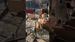 На солнышке тепло. #приюткарипиди #помощьбездомным