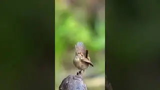 The Wild Side bird's volg videos ✨💫 #ytshorts #wildlife #birds #volg #trendingshorts #reels #reel