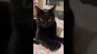 Delilah! Serious bread-making🐈&zwj;⬛🖤 #cat #kitten #rescue