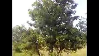 Xolo Q700i Camera video review 480p (Beauty of Nature)