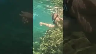 Awesome days surfing and swimming with fish #shorts #surf #beach #fish #best #ocean #life #goodvibes