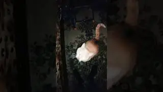 #ктотывоин #cat #мемас #funny #shortvideo #memes #shortcat #shorts #short  ...