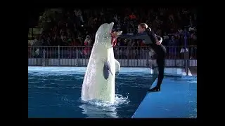 Pakistan's Dolphin Show