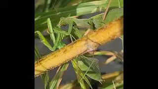 Praying mantis eating mate / Gottesanbeterin frisst Artgenossen /mantis religiosa / mante religieuse