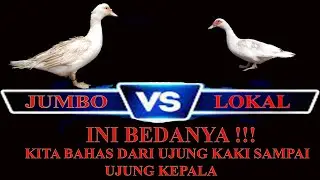 Jangan lagi tertipu, ini perbedaan antara Indukan entok Jumbo vs entok Lokal ( Head to Head )