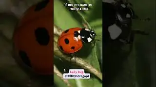 10 Insects name🐝🐜🐛🦋🐞 English & Hindi | Name of Insects | Kidon ke naam | WATRstar