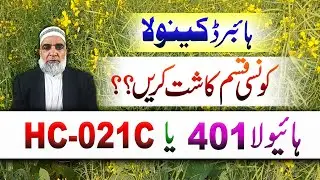 Comparison of two hybrid canola varieties: || Hyola-401 Vs HC-021C || Crop Reformer