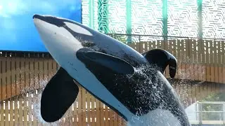 Trua center belly breach