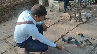 புறாவுக்கு சாப்பாடு கொடுக்கும் போது // Kochi // 2026