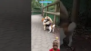 # Dob vs monkey friendship # viral video # latest trending video # dog love with monkey