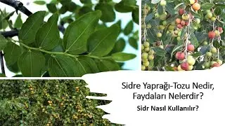 Benefits of Sidre Tree Leaves and How to Use Them