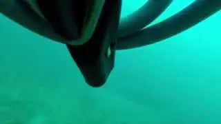 Sand Tiger Shark 6 21 2014 011