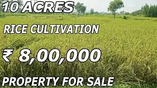 10 ACRES OF LAND FOR SALE | RICE CULTIVATION PROPERTY SALE | PER ACRE ₹ 8,00,000 | PROPERTY FOR SALE