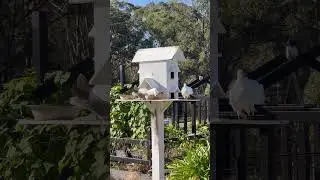 Doves in the garden