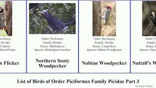 List of Birds of Order Piciformes Family Picidae Part 3 woodpecker piculet flameback middle nanus