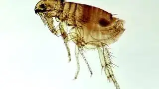 Flea &ndash; Exterminator Vancouver BC | Alpine Pest Control Ltd