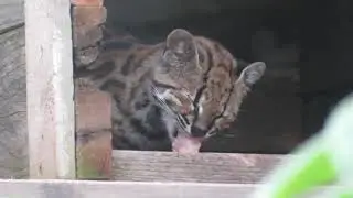 Rescued Margay eating (Leopardus wiedii)
