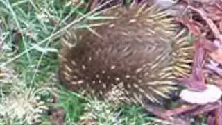 Echidna Country - Tasmania