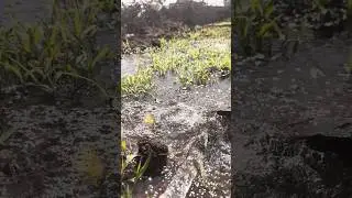 Relaxing Watering Farm Sounds | Natural Water Flow for Deep Relaxation🌾 #NatureSounds #FarmSounds