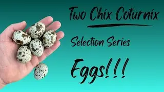Breeder Selection - EGGS
