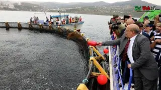 Inauguration D’une Ferme Aquacole Pour Produire De La Daurade à Tigzirt à Tizi-Ouzou …