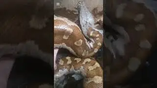 calm blood python? #reptileroom