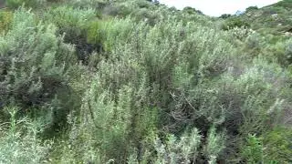 4K Aliso and Wood Canyons Wilderness Park, Aliso Viejo, California (April 11, 2020)