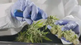 Some Missouri colleges adding marijuana study to programs