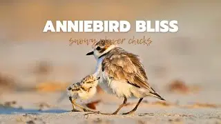Snowy Plover Chicks and Daddy