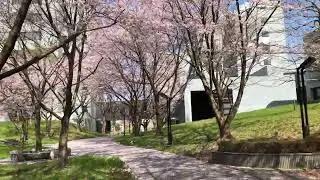Beautiful JAIST in Summer! part 2