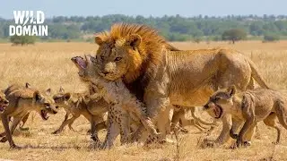 Lions VS Hy&egrave;nes | L&rsquo;Affrontement Extr&ecirc;me Entre Les Pr&eacute;dateurs Supr&ecirc;mes De La Savane