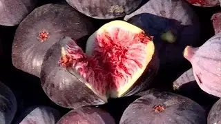 Saveurs de saison : la figue