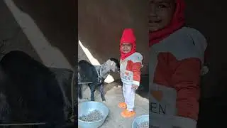 পিসার কিছু মুহূর্ত ছাগলের সঙ্গে //  পিসার খুশির কিছু মুহূর্ত // SP TOWN TIME