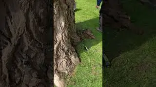 Giving Trees an MRI &ndash; How the Arborsonic 3D Tomograph Detects Hidden Decay