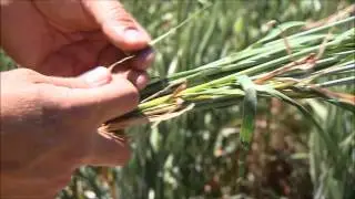 Spot form of net blotch and scald