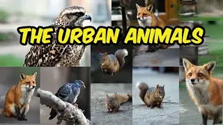 The Urban Animals