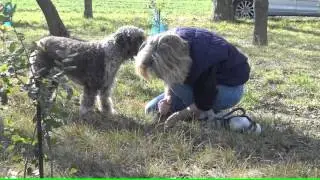 Lagotto Romagnolo IDA s' en va Truffer 24/02/2016