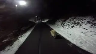 Dog Sled 2015